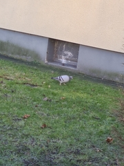 Columba livia domestica
