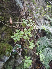 Aichryson