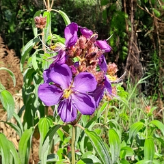 Dissotis princeps