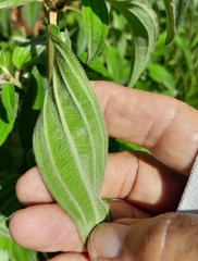 Dissotis princeps
