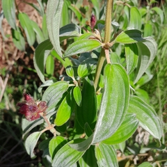 Dissotis princeps