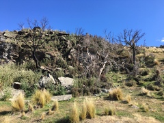 Sophora microphylla
