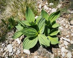 Gentiana lutea