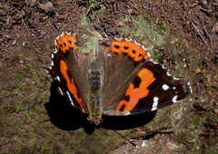 Vanessa vulcania