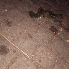 Funambulus tristriatus