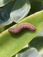 Spodoptera cilium