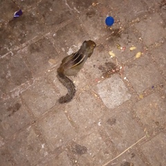 Funambulus tristriatus