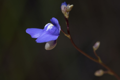 Utricularia biloba