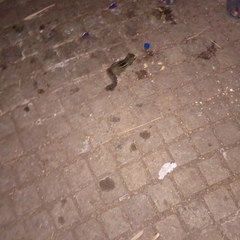 Funambulus tristriatus