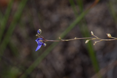Utricularia biloba