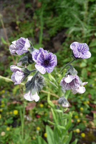 Cynoglossum image