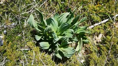 Gentiana lutea