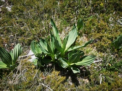 Gentiana lutea