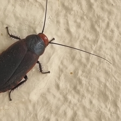Oxyhaloa deusta
