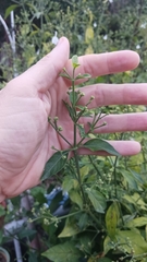 Rhinacanthus nasutus