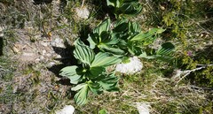 Gentiana lutea