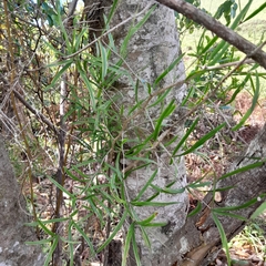 Asparagus falcatus