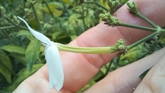 Rhinacanthus nasutus