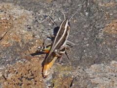 Macrotona australis