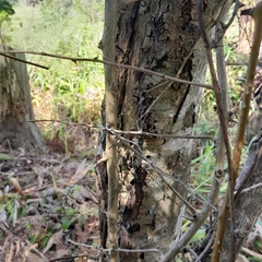 Asparagus falcatus