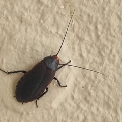 Oxyhaloa deusta