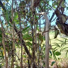Asparagus falcatus