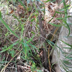 Asparagus falcatus