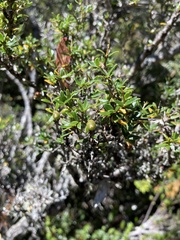 Coprosma nitida