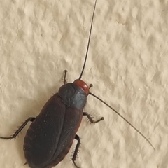 Oxyhaloa deusta