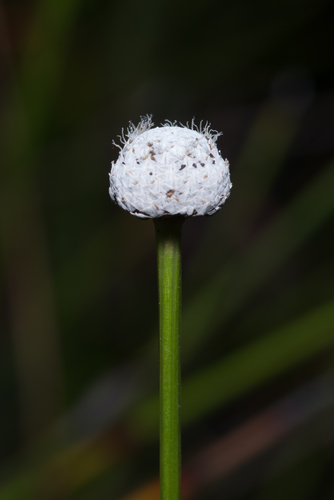 Eriocaulon australe (Eriocaulon australe)