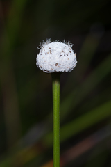 Eriocaulon australe
