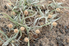 Plantago ovata