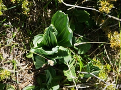 Gentiana lutea