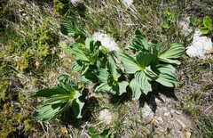 Gentiana lutea