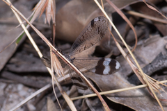 Glenoleon pulchellus