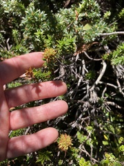 Sprengelia incarnata