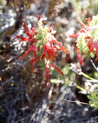 Erica monadelphia