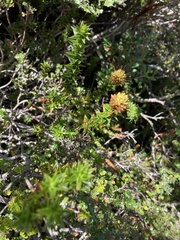 Sprengelia incarnata