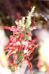 Erica monadelphia