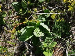 Gentiana lutea