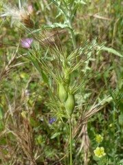 Aegilops geniculata