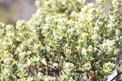 Phylica buxifolia