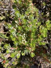 Cyathodes glauca
