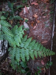 Microlepia nepalensis