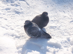Columba livia domestica