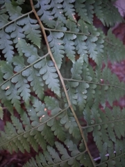 Microlepia nepalensis