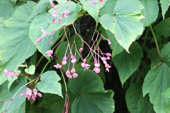 Begonia grandis