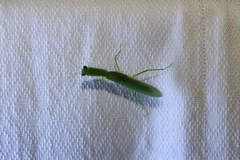 Orthodera