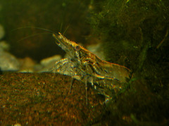 Paratya curvirostris