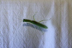 Orthodera